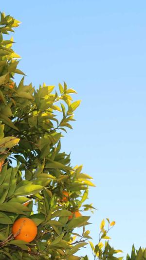 娱乐八卦一定是吃瓜的截图4