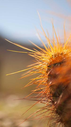 西部风黑酒米窝料测评截图2