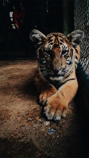 哈密瓜香蕉能一起吃吗截图3