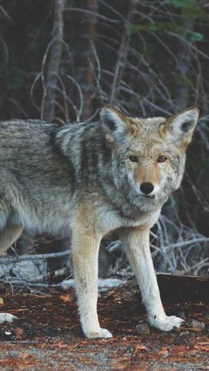晚上吃瓜会长胖吗截图1